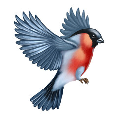 Naklejka premium Watercolor illustration of a flying bullfinch with outstretched wings. The bird has bright red and gray plumage, painted in a realistic and delicate hand-painted style.