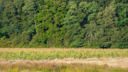 Roe deer buck entering into a field of corn persued by another male chasing him from his territory....