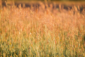 beautiful grass weeds pasture green nature