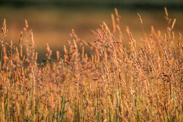 beautiful grass weeds pasture green nature