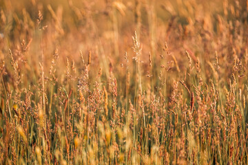 beautiful grass weeds pasture green nature