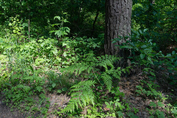 Ferns and Foliage in a Forest Setting