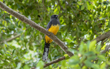 Yellow and black trogon bird perched in a tree with green tropical vegetation in the background on a sunny morning in Tulum national park