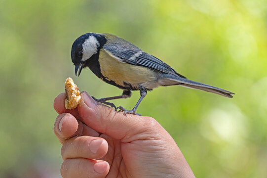 A titmouse bird sits on a hand