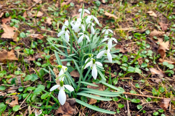 Snowdrops Blooming in Early Spring Woodland - Nature Rebirth and Renewal Concept