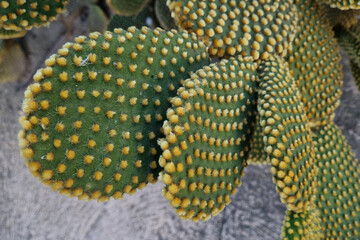 Close-Up of Opuntia Cactus with Textured Pads for Botanical and Nature Design
