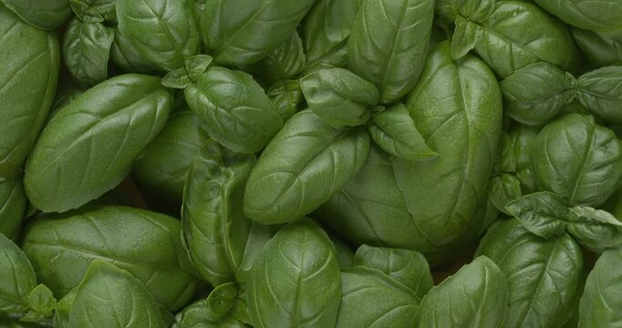 Fresh, homegrown basil leaves background texture. Flat lay, table spin.