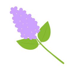 Kwiat gałązka bzu ilustracja