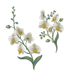Elegant collection of botanical orchids. select individual objects. Wreath, flowers, branches, buds, floral arrangements, natural elements.