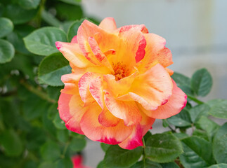 Close-up of a delicate rose in full bloom