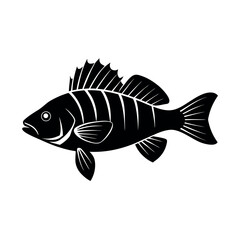 fish on a white background