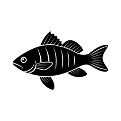 fish on a white background