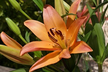 Close-up of an orange asiatic lily blooming in a garden