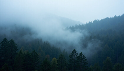 Foggy forest landscape with mysterious ambiance, capturing nature's serene beauty