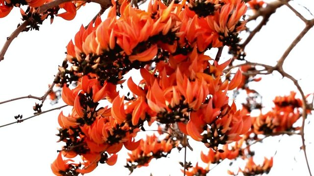 Vivid Orange Butea Monosperma Flowers in Bloom on Branch