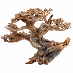 Intricate Driftwood Bonsai Tree, Isolated on Blue