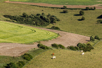 Looking down at fields in the South Downs, with cattle grazing in the early summer sunshine