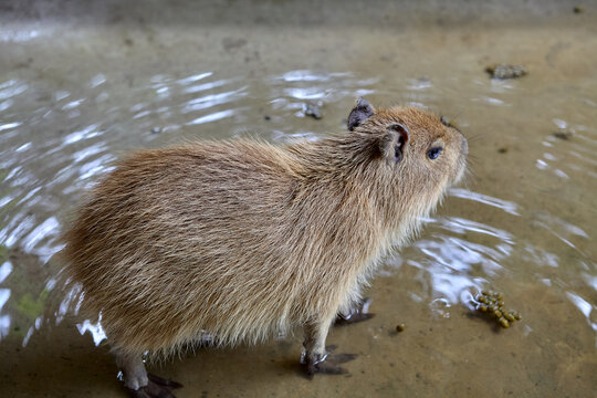 a candid ronsoco(capibara), the gentle giant of the Amazon, roaming freely through the lush Peruvian jungle. A peaceful presence in one of the world&rsquo;s richest ecosystems