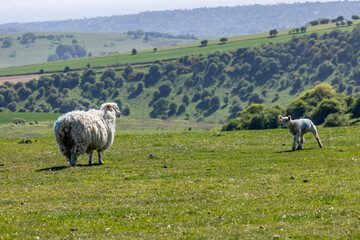 A lamb and ewe on Ditchling Beacon in Sussex, on a sunny spring evening