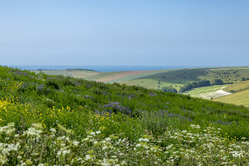 Looking out over a wildflower meadow on a South Downs hillside, with the ocean in the distance