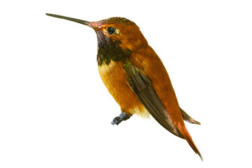 Rufous Hummingbird (Selasphorus rufus) Photo, Perched on a Transparent, Isolated Background