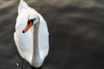 Obraz premium White Swan Close-Up 