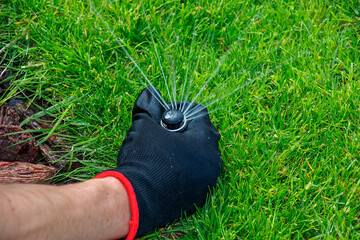A gardener's gloved hand adjusts sprinkler to water lawn, keeping the grass in good condition.