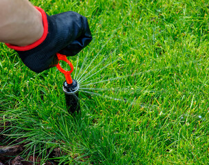 A gardener's gloved hand adjusts a sprinkler to water lawn, keeping the grass in good condition....