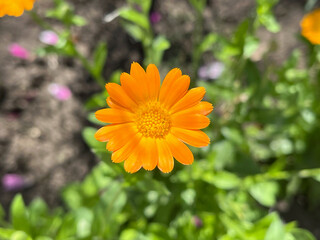 Vibrant Orange Calendula Flower Blooming in a Garden
