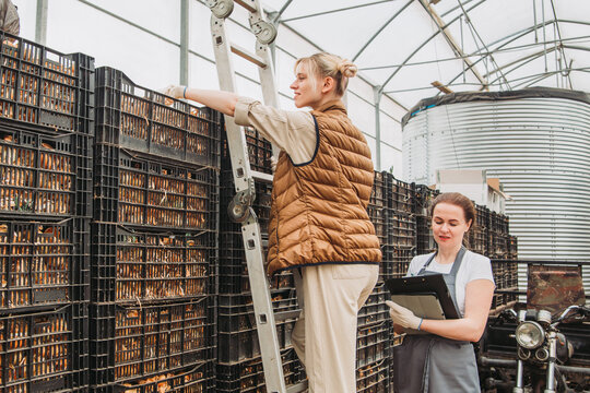 Greenhouse workers managing industrial cultivation