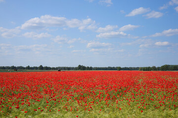 A poppy field in the Spreewald Biosphere Reserve, agriculture, Lübbenau, Oberspreewald-Lausitz district, Federal state of Brandenburg  - Germany