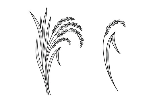 Detailed vector illustration of a rice plant with grain and stalks for agriculture design.