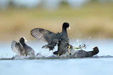 Coots engaging in an intense battle in BeleÃ±a lagoon