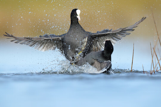Battle between common coots in Bele&Atilde;&plusmn;a lagoon, Spain