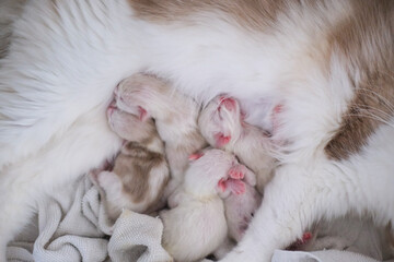 Mother ragdoll cat feeding her newborn kittens