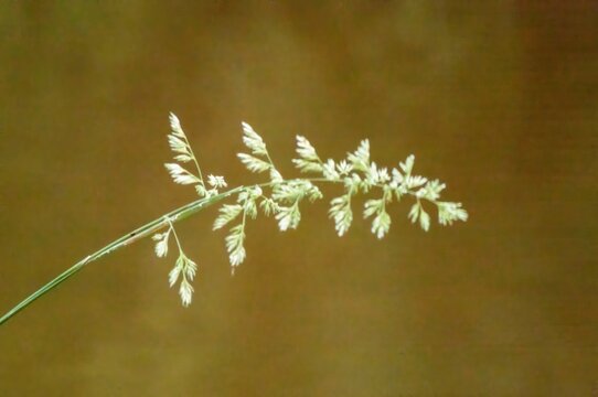 Delicate wild grass seedhead swaying gently in golden light