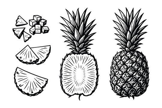 Detailed vector illustration of a pineapple fruit, slices, and cubes in an engraved style.