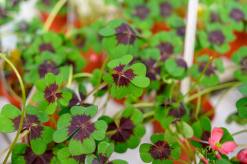Close up of a decorative four-leaf clover in a bright green flower pot, symbolizing good luck and wealth.