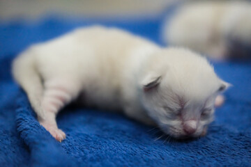A newborn 1 week old ragdoll kitten sleeping with eyes closed on the blanket, domestic cat