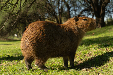 Capybara standing in sunny grassy field with trees in background