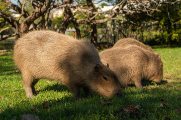Capybaras grazing grass in sunlit park with trees, natural colors