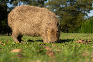 Capybara grazing in sunny park, natural background, earthy tones
