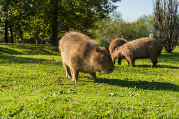 Capybaras grazing in green park with natural sunlight