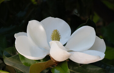 Magnolia Blossom