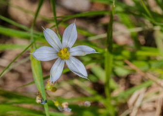 A naturalized Star of Bethlehem blooming in the woodland leaf litter