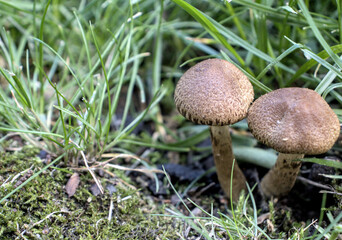 mushroom in the grass