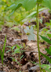 Look below the large leaves of the Mayapple for the ephemeral white bloom