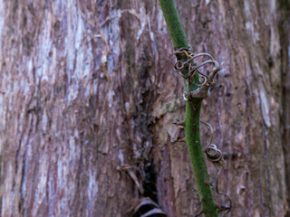 Thorny vine on a cypress tree