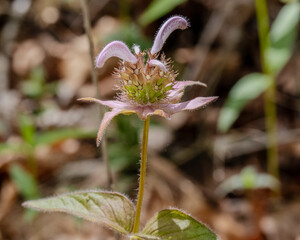 A single stalk of showy horsemint, bee balm, bergamont against the woodland floor