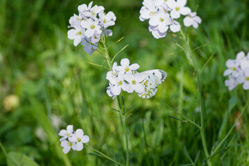 Female orange tip butterfly (Anthocharis cardamines) perched on a light pink flower in Zurich, Switzerland
